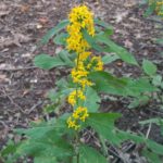 Woodland Goldenrod (Solidago caesia)