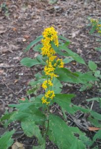 Woodland Goldenrod (Solidago caesia)