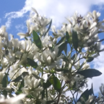 Groundseltree (Baccharis halimifolia)