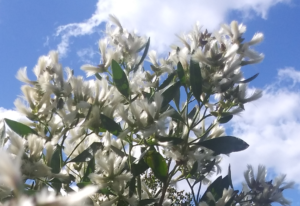 Groundseltree (Baccharis halimifolia)